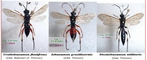 Ichneumonini divers